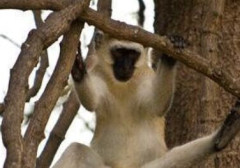 【画像】サルのおキンタマ、こんなにも綺麗wwwwww