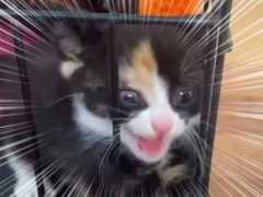危険な猛獣が檻の中にいた。ここから出せぇ～！ → そう言われましても…
