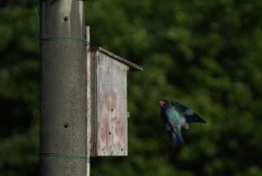 【画像】岡山に幻の野鳥見にきてる！
