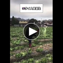 【衝撃】タイ人実習生さん「キャベツでサッカーやってみた」ｗｗｗｗｗｗｗｗｗｗ