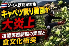 タイ人技能実習生キャベツ蹴り動画が大炎上 技能実習制度の実態と食文化衝突 ［8/17］