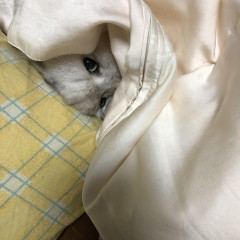 もうすぐ２歳の双子のイヤイヤ期が始まって、育児がきつい。ﾀﾋぬことばかり考えてしまうほどきつくて夫に相談したけど、夫がベビーシッターや家政婦の利用を許してくれない。