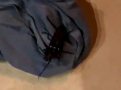 パナマで突然シャツを脱ぎ捨てた女性、出てきた巨大甲虫に「そのシャツはもうそいつのものだ」【海外の反応】