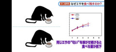 【衝撃】猫ちゃん、同じエサでも匂いを変えるだけで食欲が増す模様ｗｗｗ