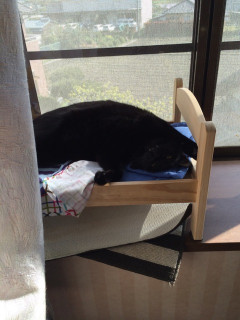 くろねこのお昼寝。どんなポーズなんだ・・・クロくてわからん【再】