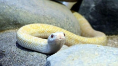 【悲報】岩国のシロヘビ、281匹死ぬ　暑さや寄生虫原因？