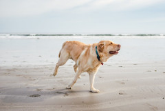 家の畑を潰してドッグランにした。　近所の住人「使わせて」私「あくまでウチの犬たち専用なので…」　→　しかし…　住民「いやぁすばらしいですね！使わせてもらってました！あははｗ」 　→　パトカー2台出動……..