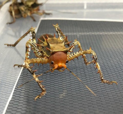 【グロ注意】顔が怖すぎる昆虫、捕食する姿がヤバすぎるｗｗｗｗ