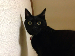 年一回しか掃除してない冷蔵庫の上にチャレンジしてみました、この後かあちゃんが狂った様に・・・【再】