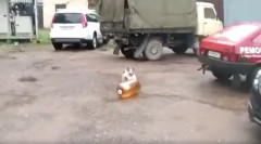 【動画】ペットボトルで無邪気に転がす犬、目の前でペットボトルがいきなり爆発し置き物みたいになってしまう