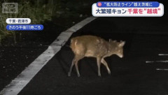 特定外来生物「キョン」千葉から茨城・埼玉へ分布拡大の恐れ