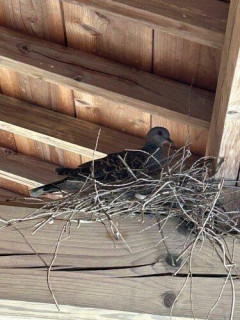【悲報】鳩さん、うちのガレージに巣を作ってしまうwwwwwwwwww