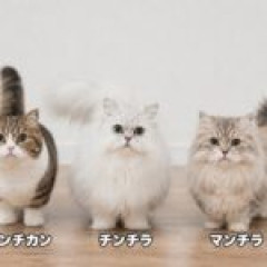 AIに架空の雑種猫考えて貰ってる