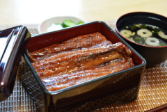 【悲報】水産学を修めし者ワイ、めっちゃウナギを食べたいのに食べれない😭