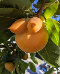 【画像】風呂上がりの柿、えっちすぎる