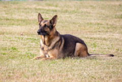 強い犬飼いたいんだけど犬の種類で一番強いのってシェパードなん？