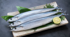 サンマ1匹4000円で店頭に…「庶民の魚ではなくなった」サンマ資源量は6割減