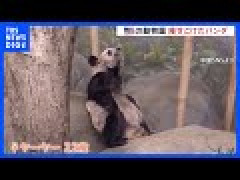 【悲報】アメリカで悲惨すぎるパンダの姿、これが現実ｗｗｗｗｗ