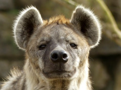 【画像】死骸を食べるスカベンジャー（腐肉食動物）、皆見た目が醜い