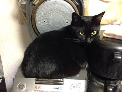 【クロ注意】だからそこに入るなと何度言えば【再】
