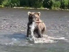 川下り中のボートの目の前にヒグマが突っ込んできて魚をかっさらう「君のことじゃないんだよ」【海外の反応】