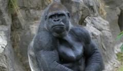 政治団体「ゴリラ」、爆誕ｗｗｗｗｗ