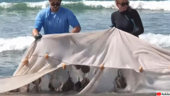 カリフォルニアでエイに刺される人が続出！ビーチを歩くときは要注意（アメリカ）