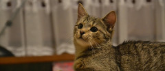 会社に猫がいて、かわいがってるんだけど  その猫が寄ってくる人間は俺だけ   で、猫は会社に入る人のドアの開け閉めで出入りしてるわけだが  俺がドアを開けた時だけ・・・【再】