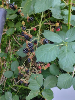 アメリカ「お前らの国には食べられる木の実、果物、キノコって自生してる？」