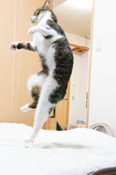 自分はお酒と生魚が苦手なんだけど、このことを知った人が鬼の首とったかのような勢いで「人生の半分損してる」と言ってくるのが神経分からん。嫌いな物だから別に損してねーよ。