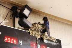 韓国人「ツバメが店内に巣を作って4羽のヒナが誕生！」→「衛生が心配だ」「縁起が良い」と賛否両論