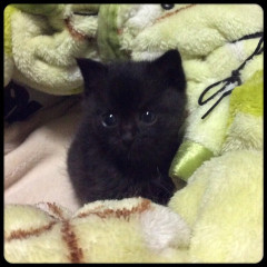 拾ったんだけど可愛すぎで手放せなくなり、両親が猫を飼い始めた【再】