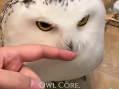 指でなでられて目を閉じるフクロウ詰め合わせ「中身は完全に猫」【海外の反応】