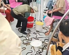 【動画】これは大惨事ｗｗｗ地下鉄の車内に大量の生き物をぶちまけてしまう事故。