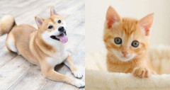 【悲報】犬とか猫飼ってるやつ、ガチですごい
