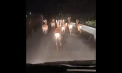 鹿とのカーチェイス映像、ガチでヤバイｗｗｗｗｗｗ「サンタクロース視点」「これがシカーチェイス」