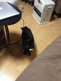 黒猫って人なっこいんですかね？品種とかオスメス有るんでしょうがうちの子は、いっもオモチャをくわえて来ます【再】
