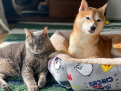 犬とか猫飼ってるやつ、ガチですごい
