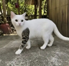 【画像】チンピラみたいな猫、発見されるｗｗｗｗｗｗｗｗｗｗ