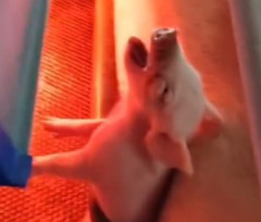 【動画】子豚さん、ママ豚に潰されかけて絶叫ｗｗｗｗｗ