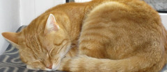 猫って何度くらいまで大丈夫？【再】