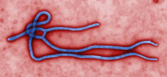 【エボラ】コンゴ民主共和国で感染5000人超、犠牲者2300人以上