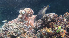 売られた喧嘩は買う。タコは血気盛んな縄張り意識の高い魚に対してのみ、腕でひっぱたく