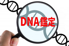 嫁「子供出来たの！」夫「ほなDNA鑑定しよか」嫁「ﾌﾞｯｯｯﾁｨｨｨｨｨ！！！」←これｗｗｗｗｗｗ