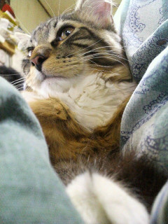 なあなあ、携帯とかデジカメのデータ見てみたらぬこだらけって奴、自分だけじゃないよな【再】