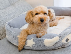 【速報】「犬を飼育している高齢者」は「飼育したことがない高齢者」に比べ認知症発症リスクが48％低い