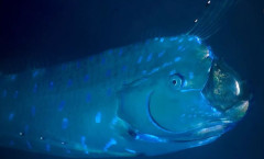 キラキラ光る神秘的な魚はリュウグウノツカイ！間近で泳ぐ姿を撮影