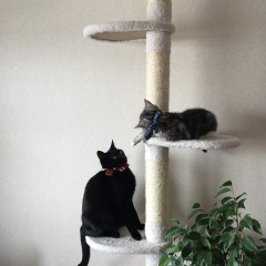 1ヶ月前に迎い入れて少しずつ先住黒猫と 慣らしてきました。【再】