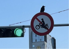 カラス接触で高圧線が断線し運転手が重傷、韓国では「鳥のせいにするな」と設備管理を疑う声も