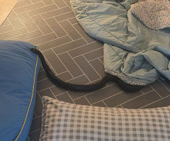 韓国マンションの布団から1メートル超のヘビ、恐怖体験より“外来種放生”対応に批判